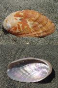 Haliotis&nbsp;tuberculata
